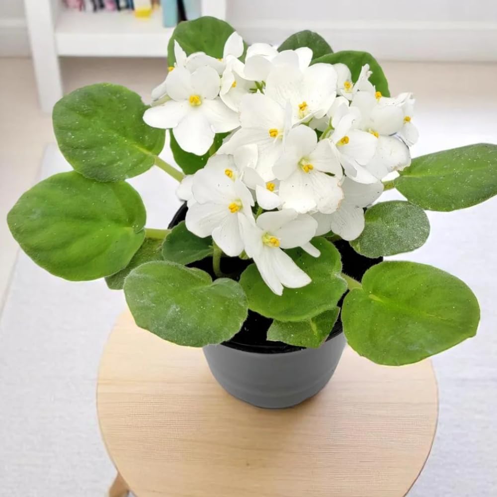 African Violet Live Plant Houseplant in 4" Pot, Blooming Indoor Plant for Home or Office with Vibrant Flowers (White African Violet)