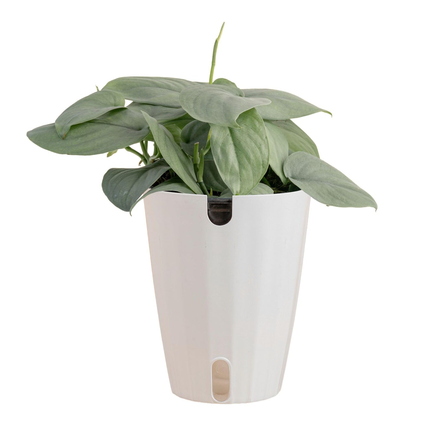Costa Farms Scindapsus Live Plant, Curated Grower's Choice in Self-Watering Pot, 9-12 Inches Tall, Low Light Vining Indoor Houseplant, Rare Variegated Foliage for Office & Home Decor
