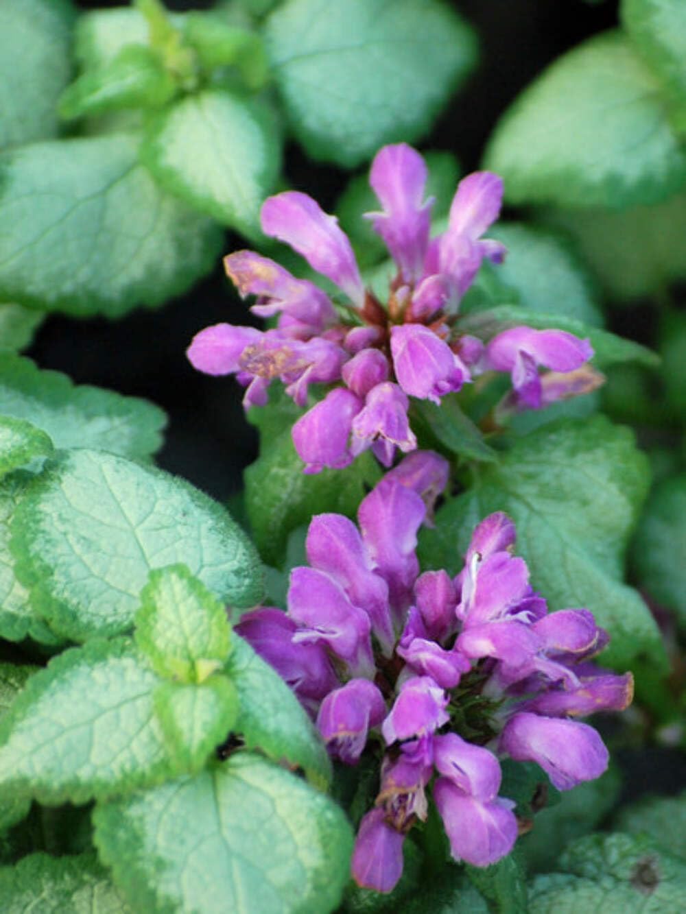 Perennial Farm Marketplace Lamium maculatum ‘Beacon Silver’ (Dead Nettle) Live Perennial, Size-#1 Container, Pink Spring Flowers with Silver Variegated Foliage