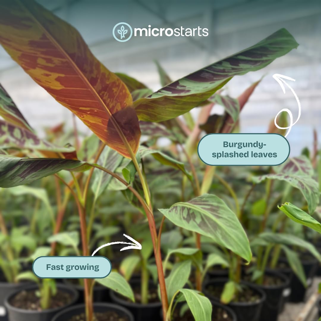 Zebrina Banana, Blood Banana - 1 Plant - Ornamental Tropical Plant