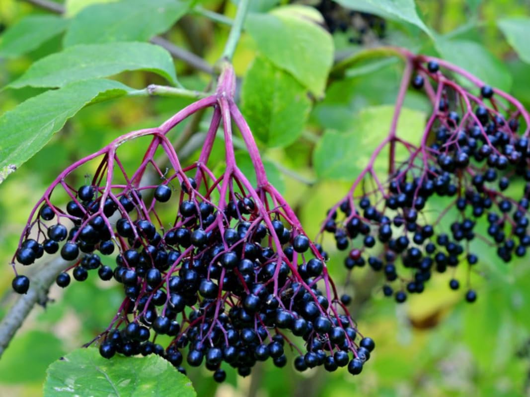 2 American Elderberry Trees Live Plants for Planting 6-12 Inch Tall, Black Elderberry Bush Live Plants, Sambucus Canadensis Elderberry Plants Live, Sweet Elderberries Fruit Trees, Bareroots