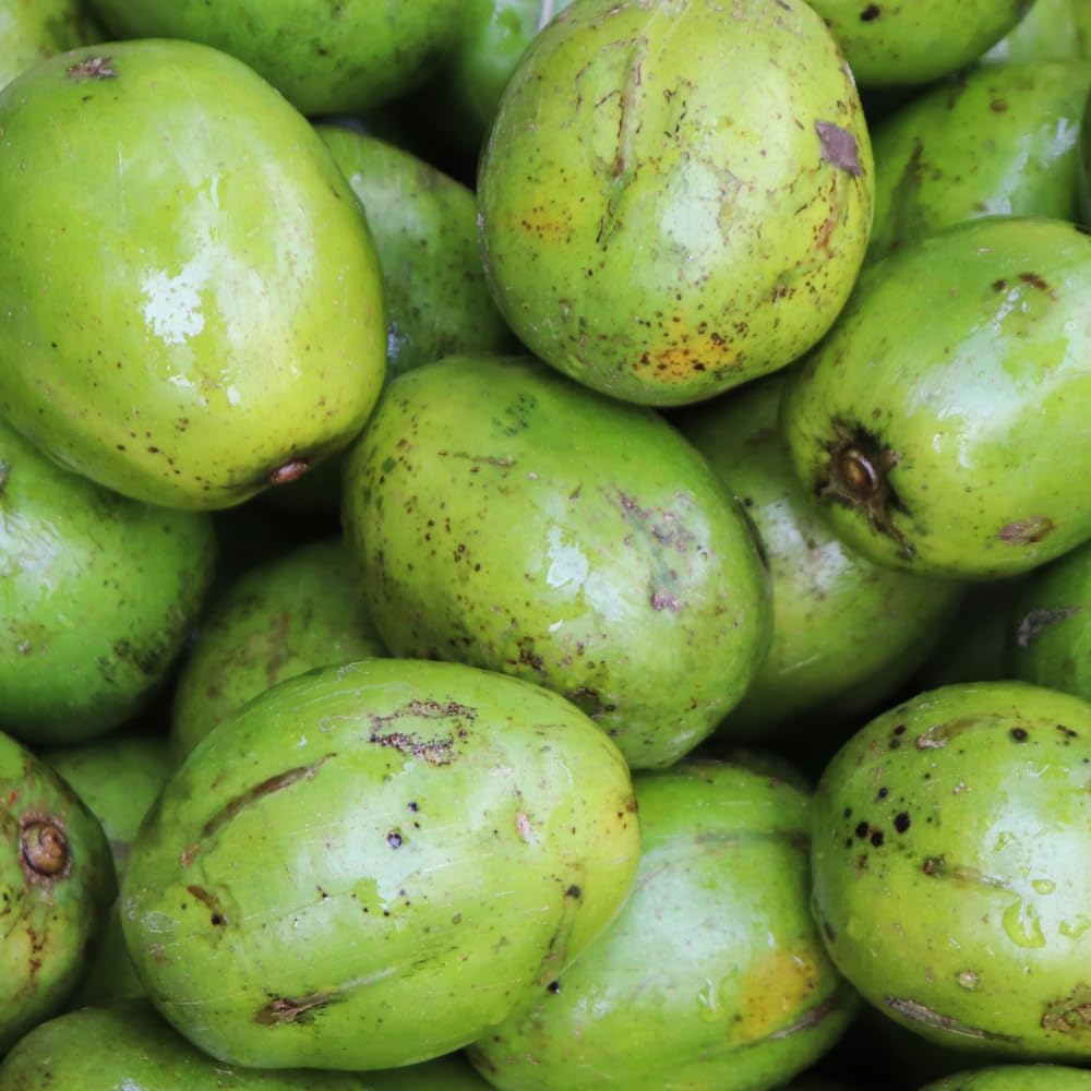June Plum Tree Live Plant in One Gallon Pot, Tropical Fruit Tree Well Rooted 2-3 Feet Tall, Ready for Outdoor Garden