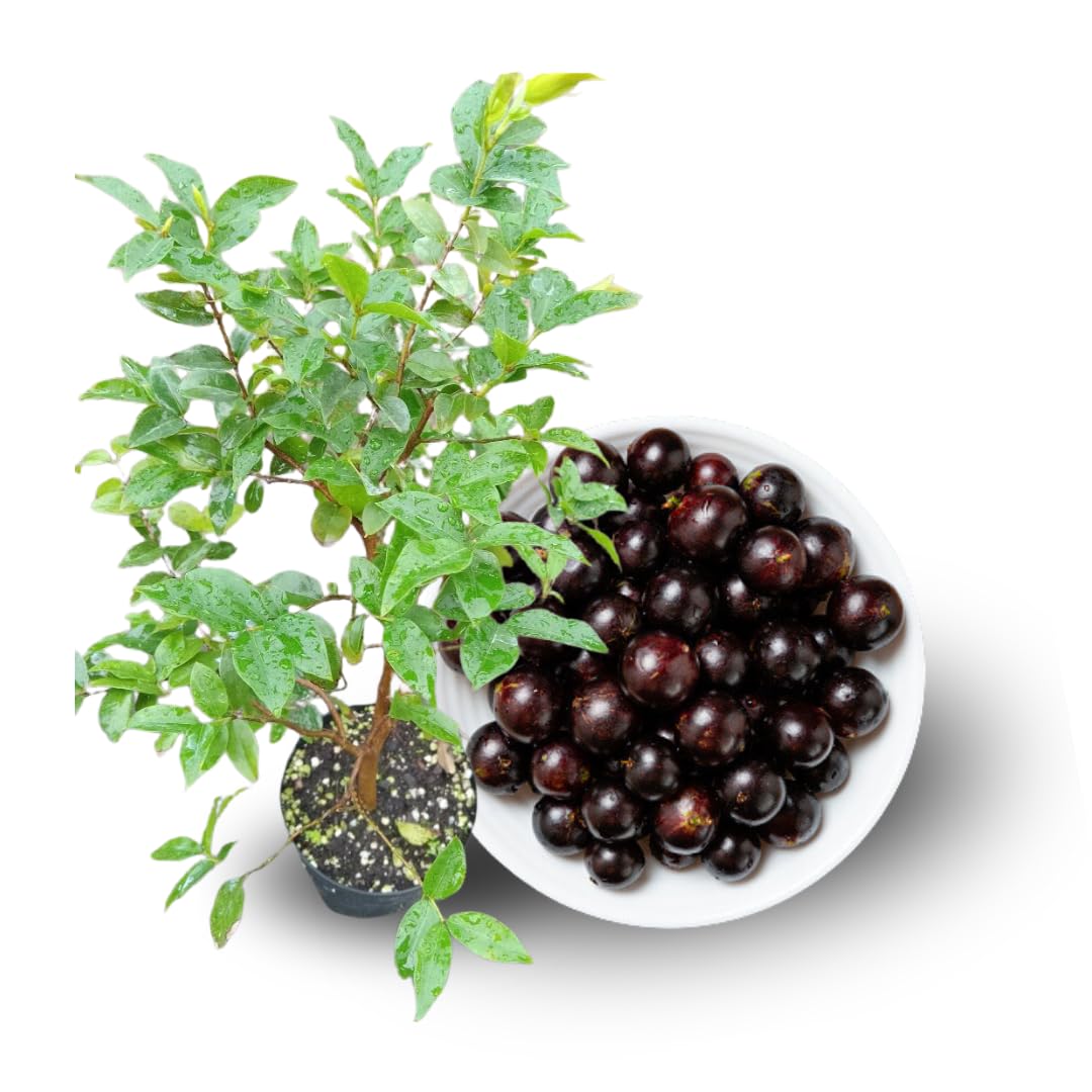 Black Jaboticaba Tree Live Plant, 1 Year Old Trees Seedling, 1 Feet Tall, Well Rooted, Jabuticaba Plants