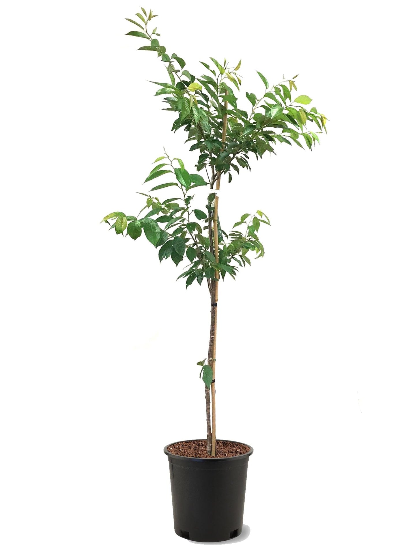 American Plant Exchange Cherry Tree 'Akebono' – Live Ornamental Flowering Plant, 2-3 ft Tall, 5-Gallon Pot, Cold-Hardy, Soft Pink Blossoms for Home Gardens, Backyard Landscapes & Spring Beauty