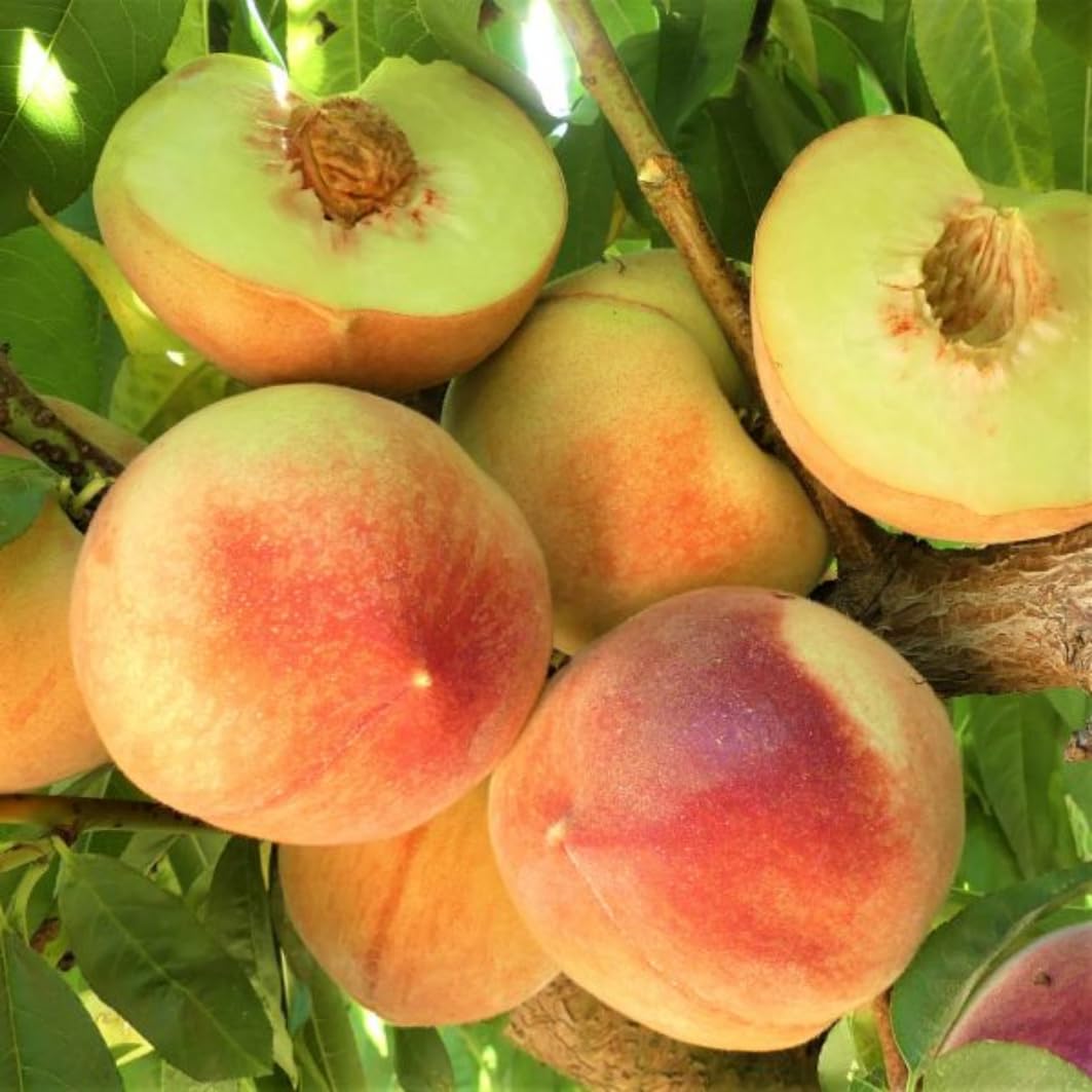 Grafted Yellow Red Peach Tree Live Plant, Well Rooted Peach Plant 1 Feet Tall for Planting Outdoor, Dormant, Ready to Bear Fruit Within 1-2 Years, No Pot