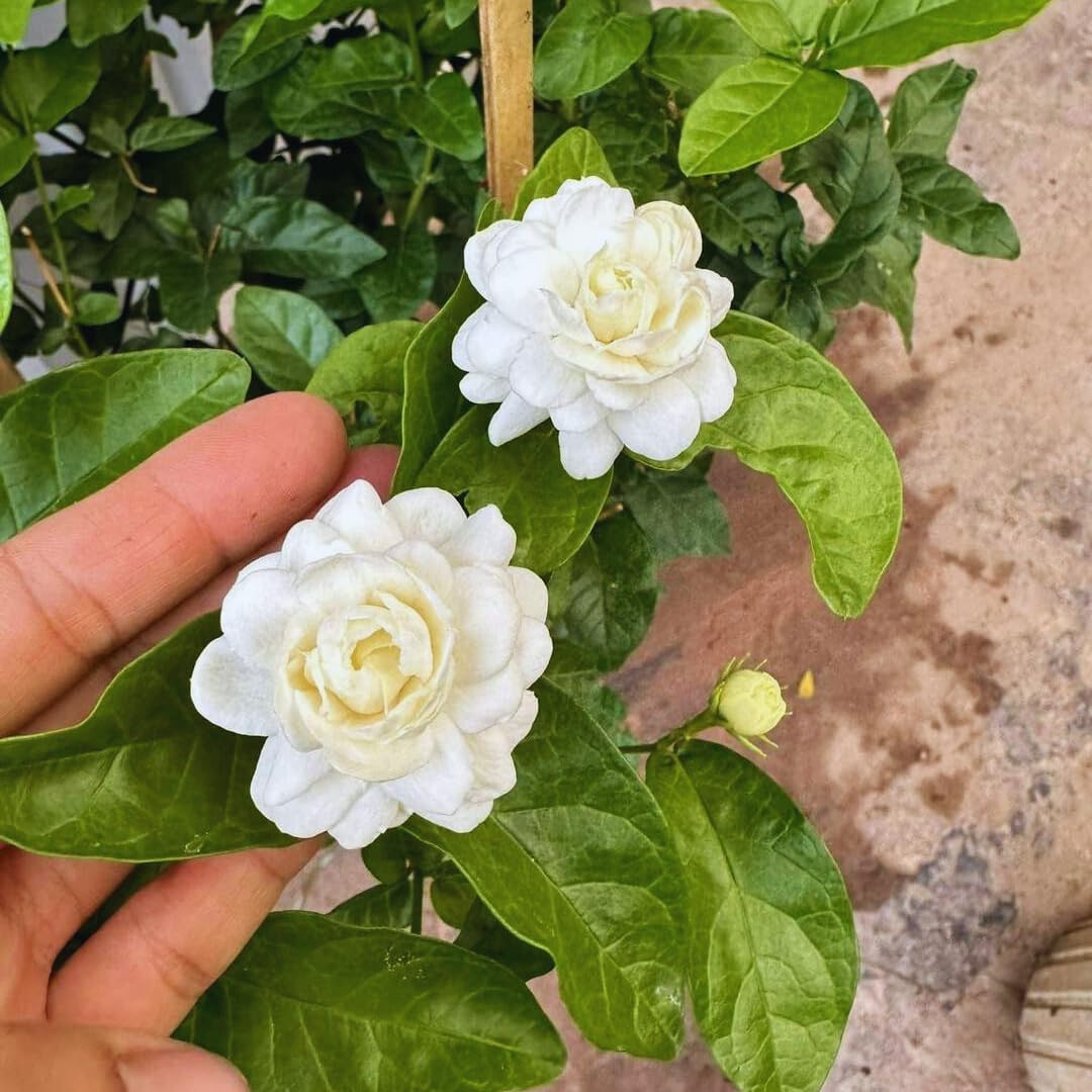 Set 2 of Jasmine Plant Live, Duke of Tuscany Jasmine Flower Plant from 5 to 7 Inc Tall