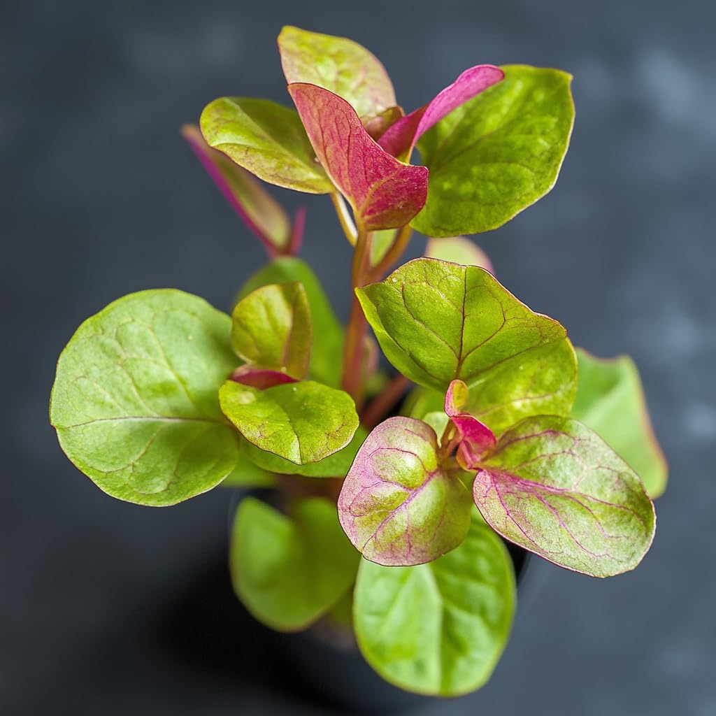 Indian Sorrel Seeds for Planting, Fast Germination & High Yield, Hardy & Nutrient-Rich, Ideal for Home Garden, Pots & Outdoor Growing, Easy to Cultivate & Low Maintenance, Thrives in All Climates