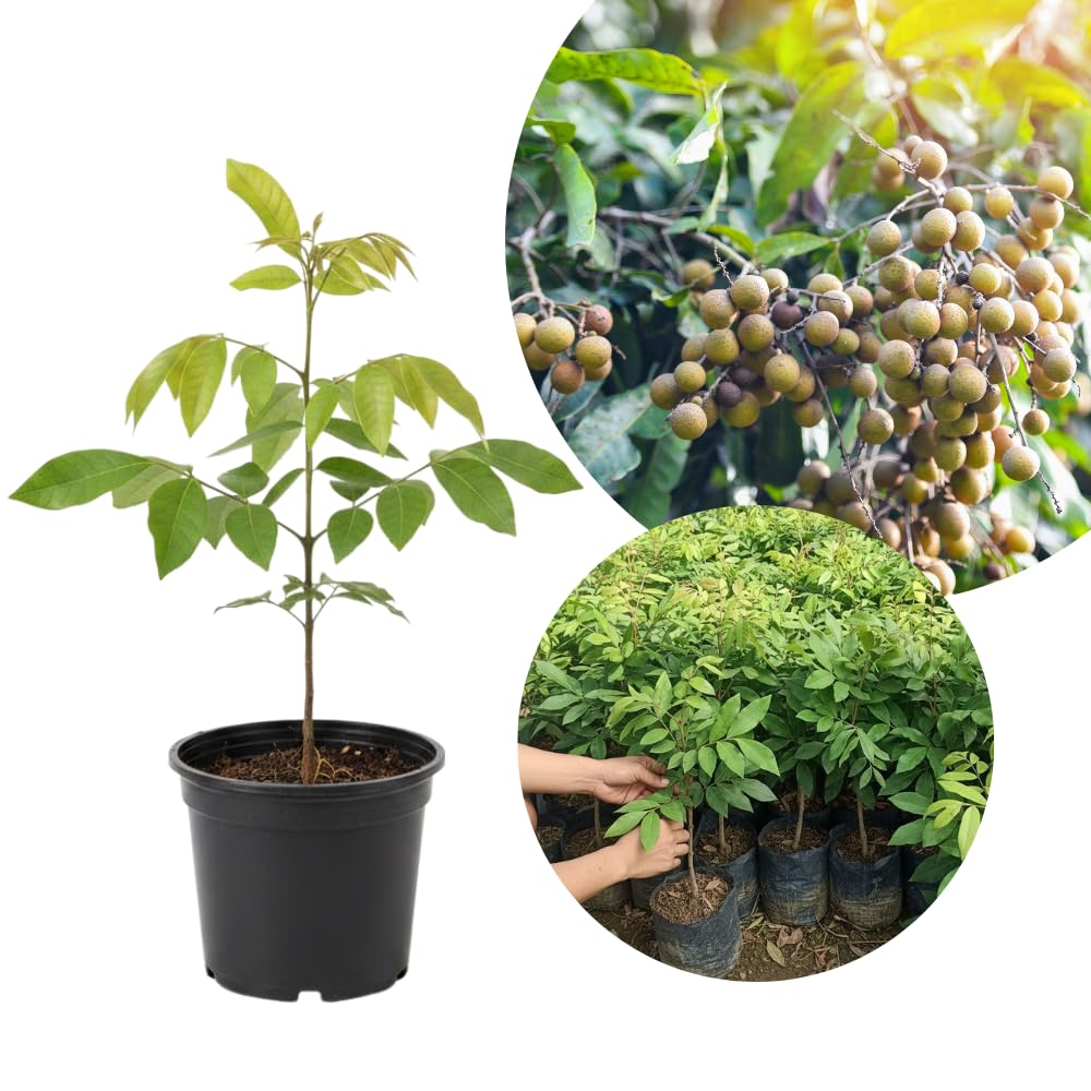 Longan Tree Live Plant, Longan Plant Live, Well Rooted in 4 Inches Pot, 6 to 8 Inches Tall, Sweet Fruit for Indoor Outdoor Growing