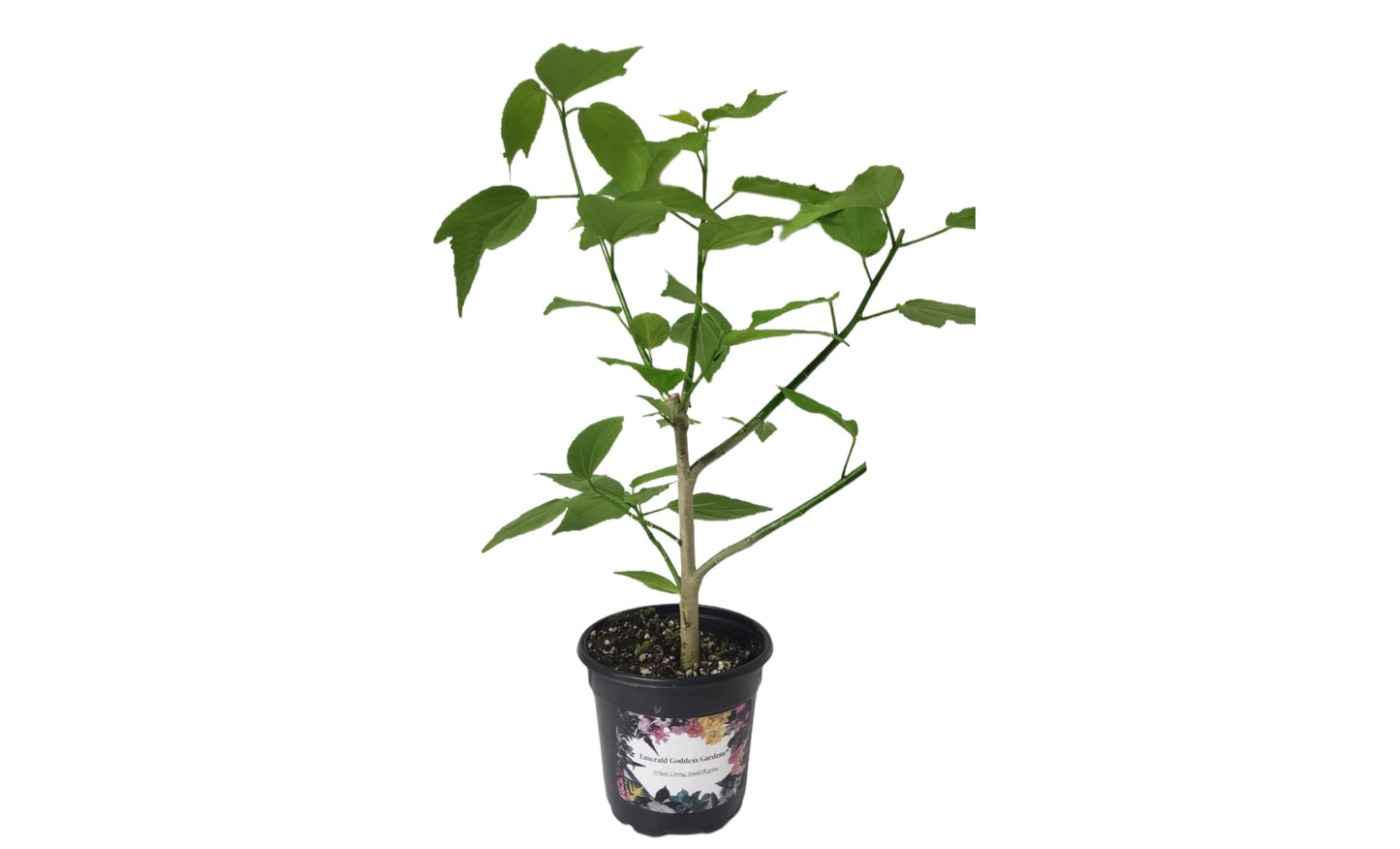 Turks Cap Heirloom Sleeping - Hibiscus Malvaviscus arboreus - Live Plant - Peach Pink Spiral Flower - Emerald Goddess Gardens Starter - Sz 4 Inch Pot