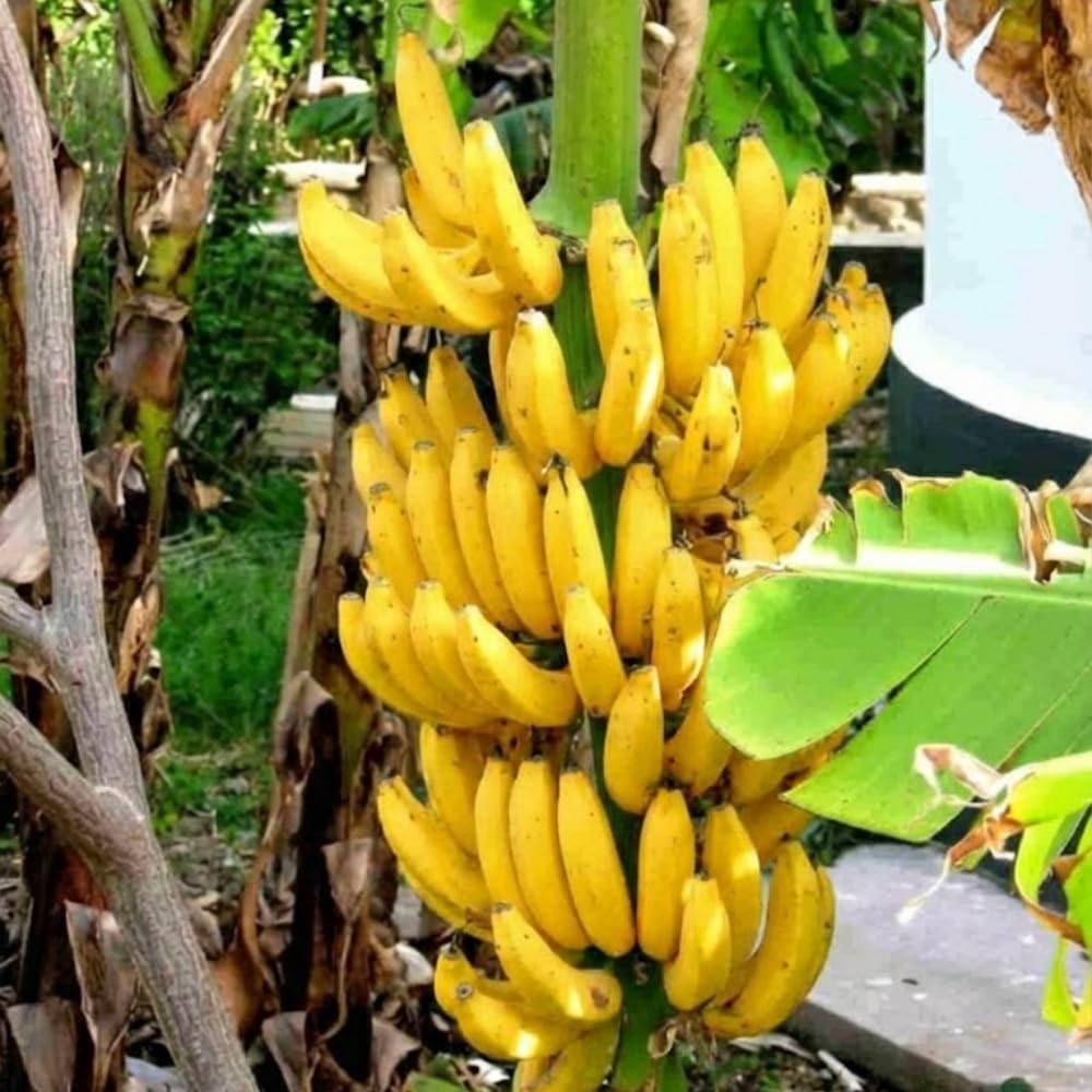 Banana Plant Live, Cold Hardy Tropical Banana, 4-6'' Tall, Starter Plant for Indoor and Outdoor (Grand Nain Banana)
