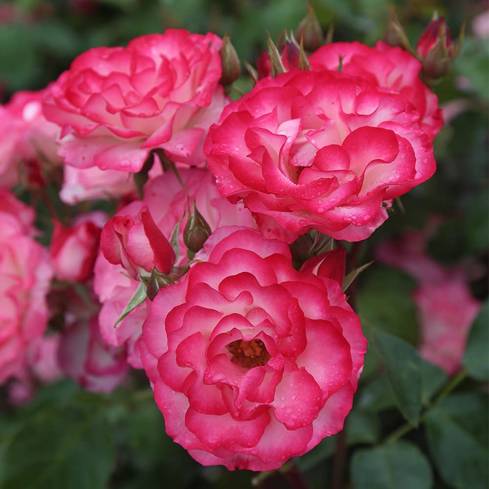 Heirloom Floribunda Roses, Live Own Root Plant for Outdoor Garden, Nicole®, Lightly Fragrant, Hardiness Zones: 6-10, Continual Blooming