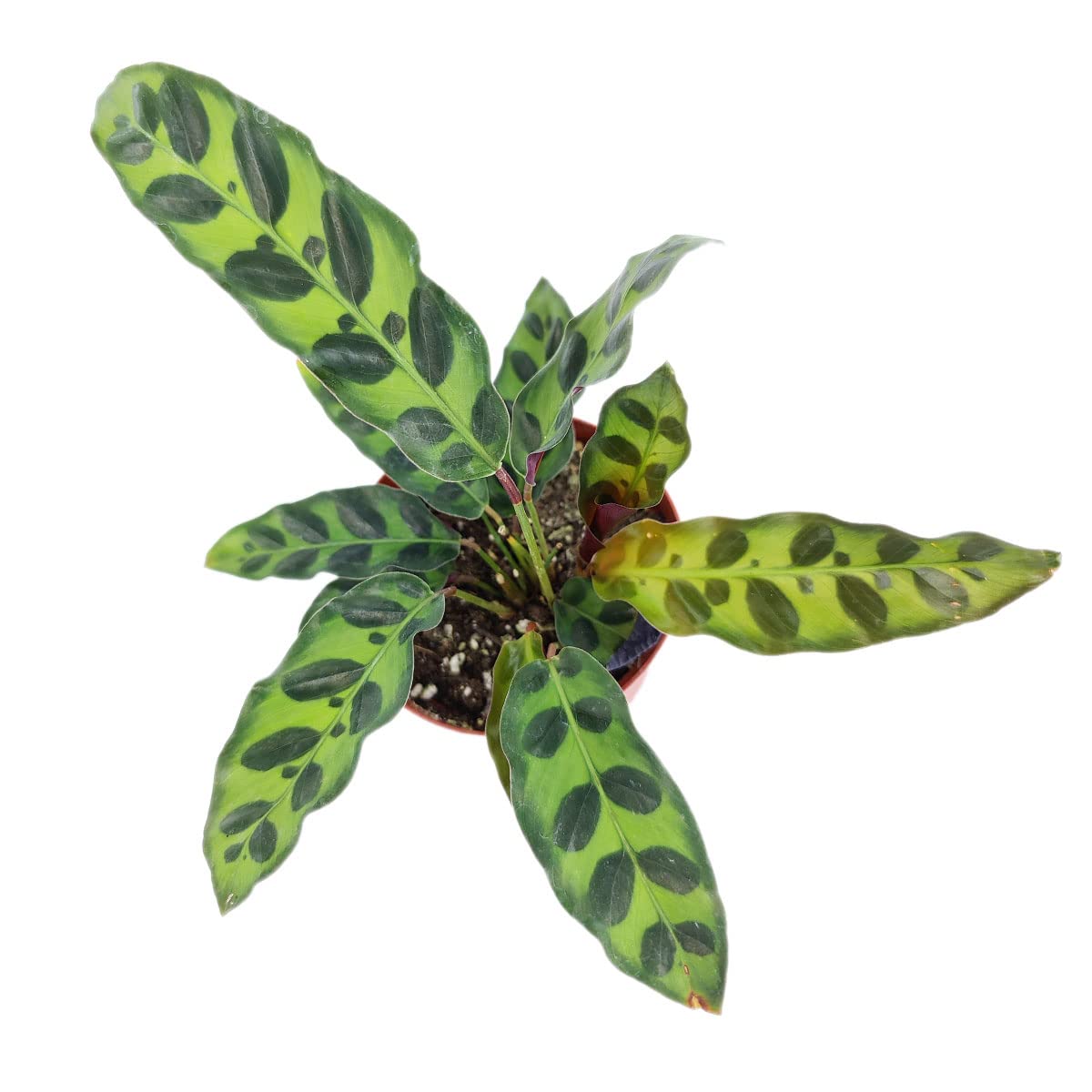 Calathea Lancifolia Rattlesnake Plant (4" Grower Pot) - Healthy Houseplant - Easy Care Indoor Houseplant
