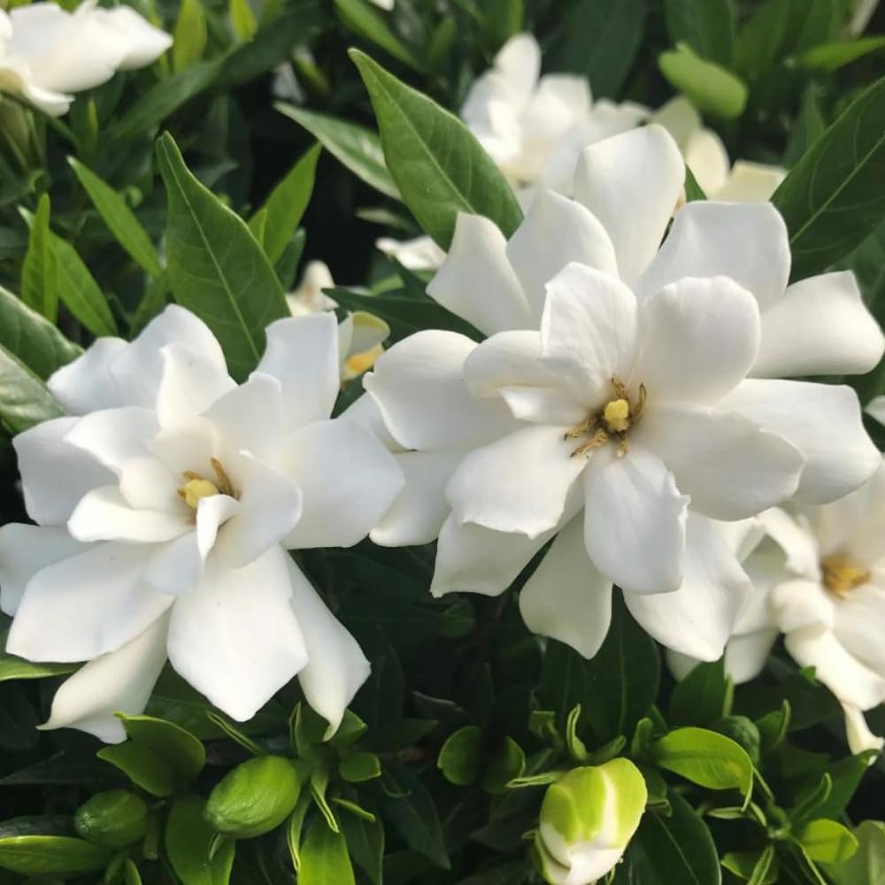 Set 2 of Jasmine Plants Live, Frost Proof Gardenia Plants Live, 5 Inches and 7 Inches Tall