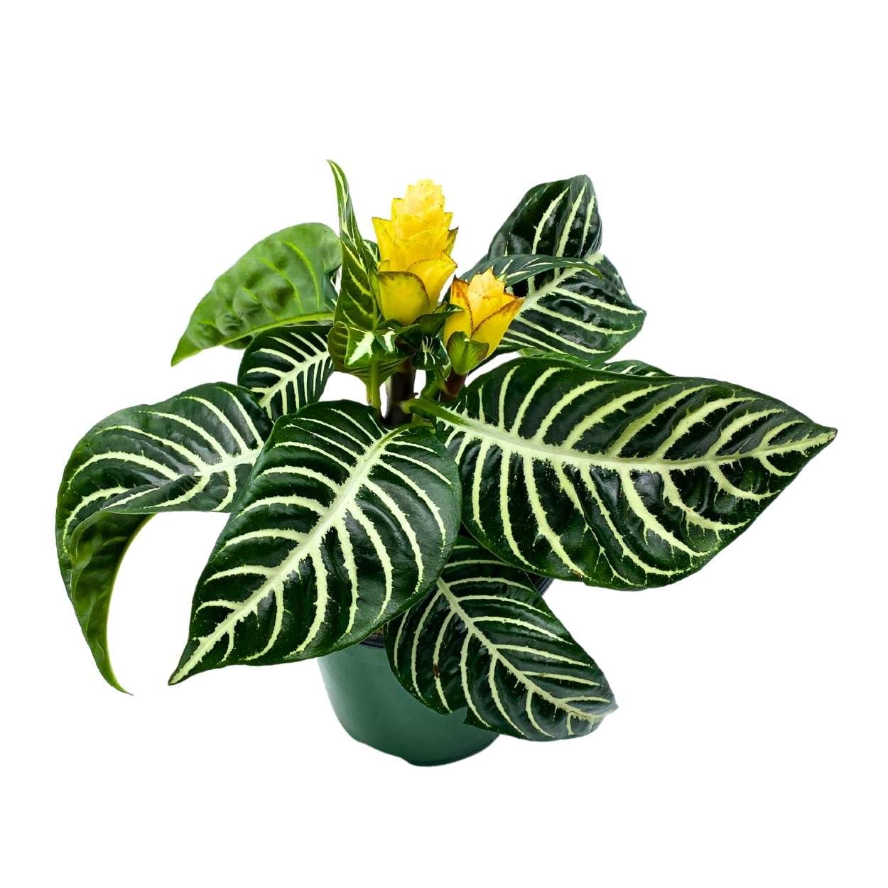 BubbleBlooms Saffron Spike Zebra Plant, Aphelandra squarrosa, Zebraplant in a 4 inch Pot