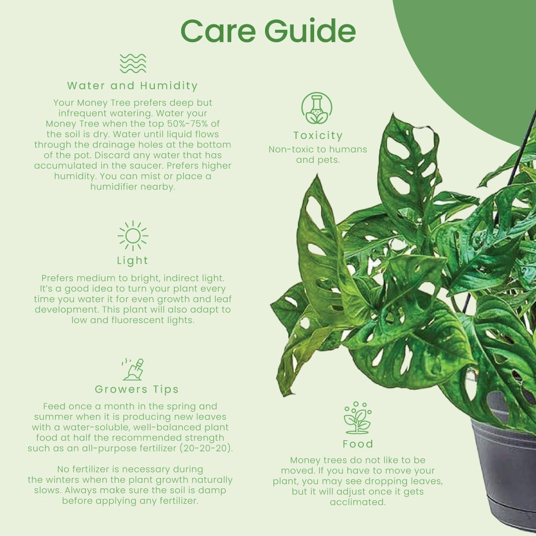 American Plant Exchange Monstera Adansonii – Live 8-Inch Hanging Basket Swiss Cheese Vine Plant, Easy-Care Trailing Houseplant, Low-Maintenance Air Purifying Plant for Home, Office & Garden Décor