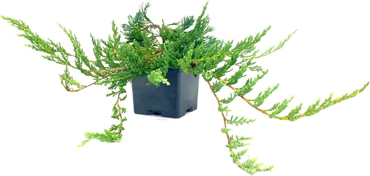 Bar Harbor Juniper | 1 Live 4 Inch Pot | Juniperus horizontalis 'Bar Harbor' | Perfect Lush Ground Cover & Landscape Accent | Drought Resistant & Low Maintenance