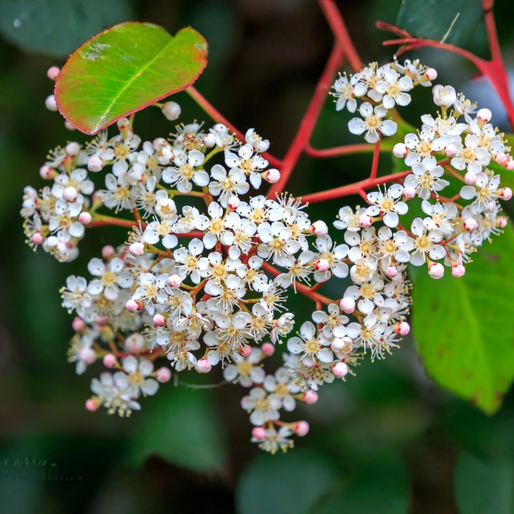 2 Black Elderberry Live Bare Root Plants | 8-12" Cold-Hardy Rooted Cuttings | Fast-Growing Deciduous Fruit Trees for Backyard and Patio | Easy to Care and Maintain