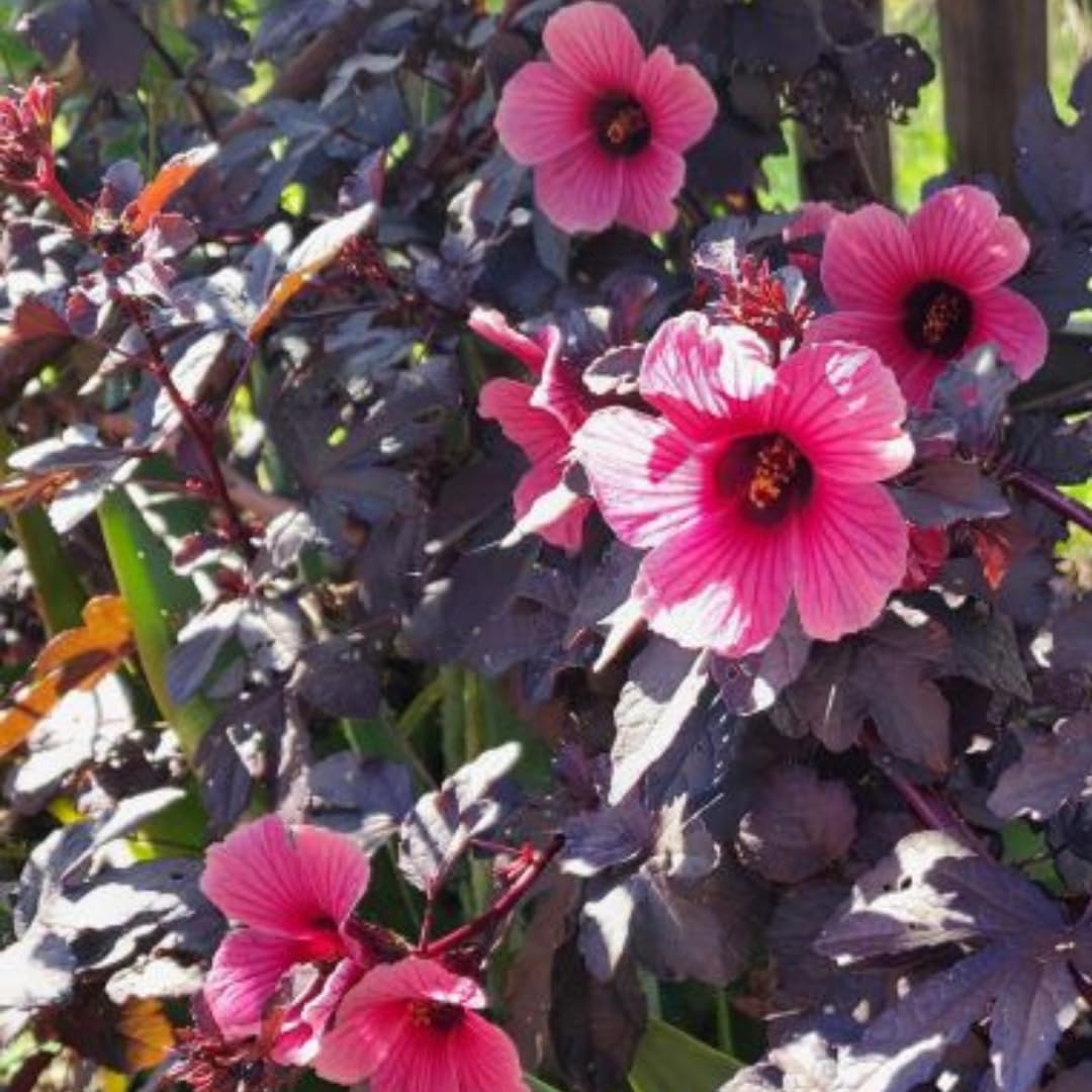 2 Live Cranberry Hibiscus Plants, Ornamental Hibiscus, 4-8 Inches Tall, Ready for Planting