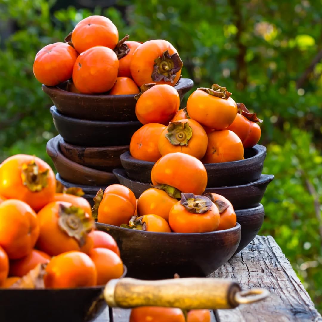 Persimmon Tree Live Plant, 1 Year Old, 6 to 15 Inches Tall, No Leaf, Dormant Sweet Persimmon Trees Fruit for Outdoor Planting