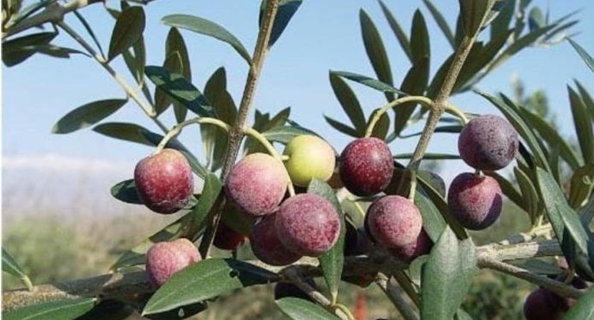 Live Plant - Arbequina Olive Tree-Olea Europea- ONE Small Rooted Plant