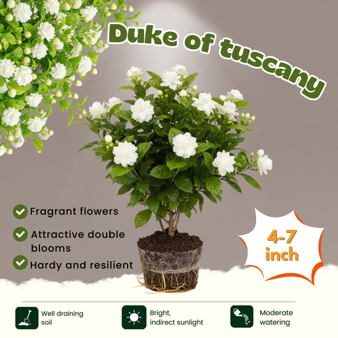 Grand Duke of Tuscany Jasmine Plants Live, Arabian Jasmine Plant Indoor, Fragrant Jasmines Flowers 4 to 7 Inch