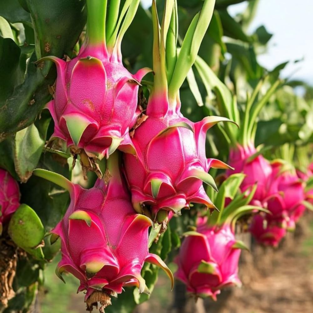 Dragon Fruit Plant Live in 3 Gallon Pot, Tropical Fruit Tree Cactus for Outdoors