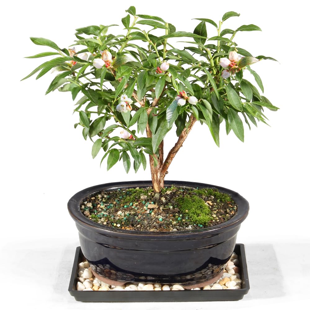 Brussel's Bonsai Live Dwarf Blueberry Bonsai Tree - Small, 4 Years, 6 to 8 Inches Tall - Outdoor Live Bonsai Tree with Ceramic Pot and Bonsai Tray