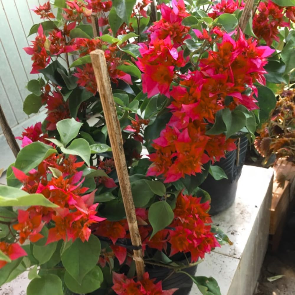 2 Bougainvillea Plants Live, Bougainvillea Flowering Vine Plant, Colorful Climbing Plants for Indoor Outdoor Garden 4-7 Inches (Double Red)