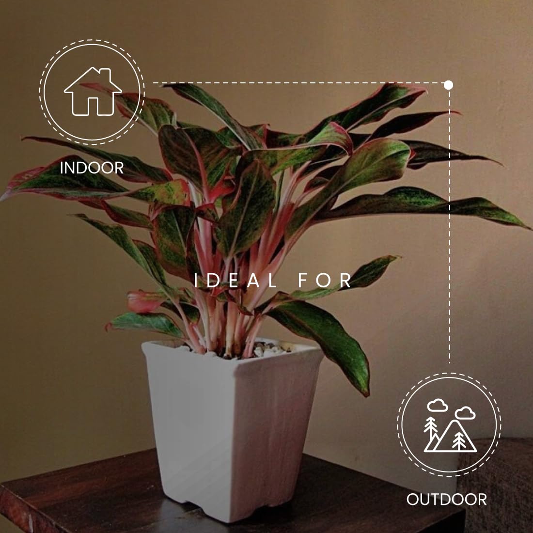 American Plant Exchange Aglaonema Red Sapphire – 6-Inch Pot – Live Chinese Evergreen Houseplant, Vibrant Low Light Foliage for Home, Office, or Indoor Garden Decor