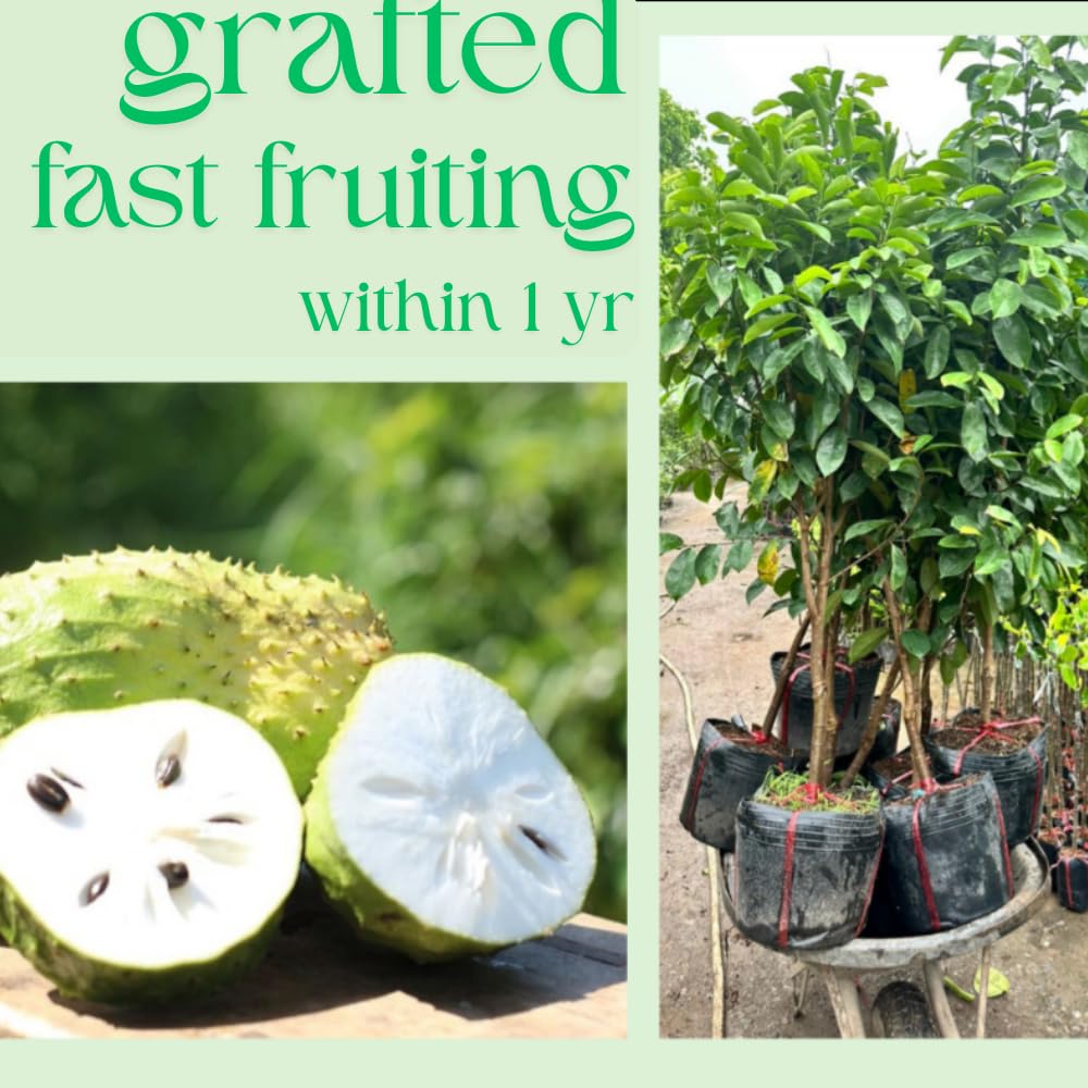 Sweet Giant Soursop Plant Live Tree, 2-3 Feet Tall, Ready to Bear Fruit, No CA, Outdoor Guanabana Annona Muricata Plants for Zones 10-11 Planting, 1 Gallon Potted