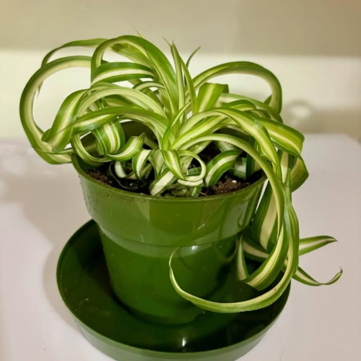 Curly Spider Plant, Variegated Spider Live House Plant, 2-4 Inc Tall, Indoor Outdoor Planting, No Pot