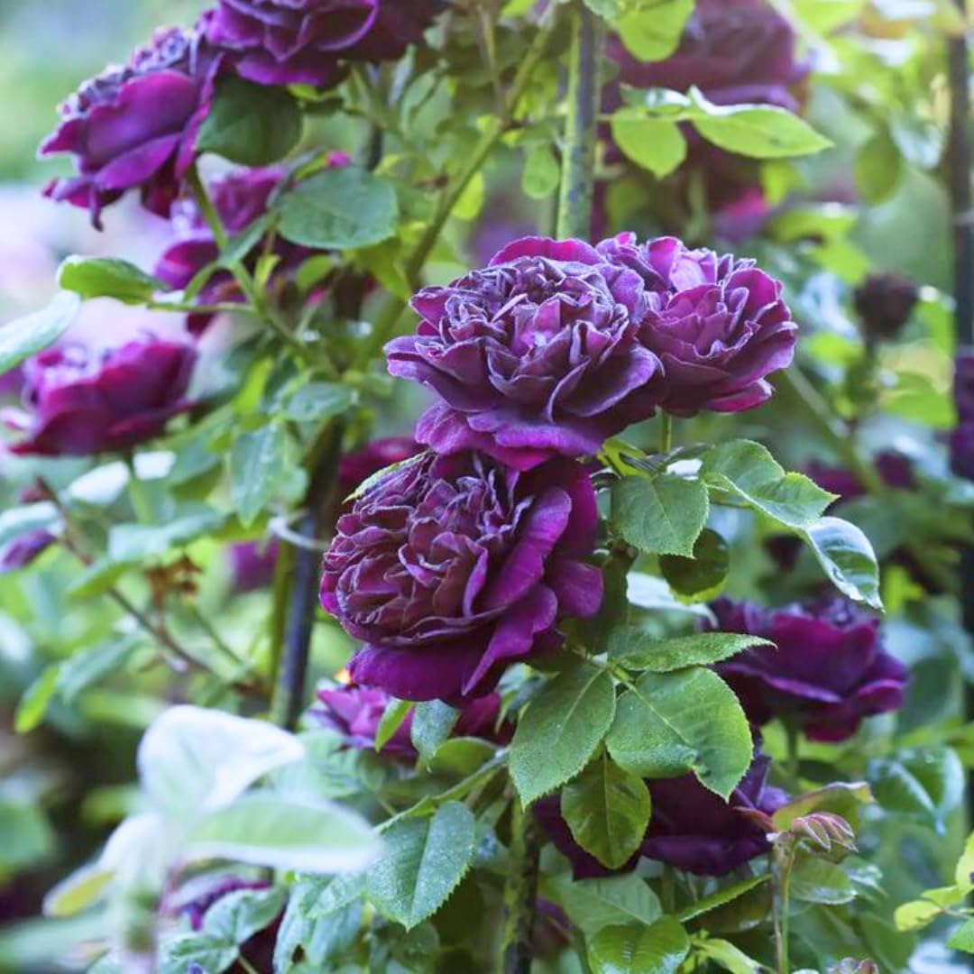 6 Months Old Climbing Rose Live Plant, Well Rooted 5-9" Tall, No Leaf, Ready to Plant Indoor Outdoor, Climber Rose Bush, Hybrid Tea Rose Like, Very Fragrant, Long Bloomer (Purple)