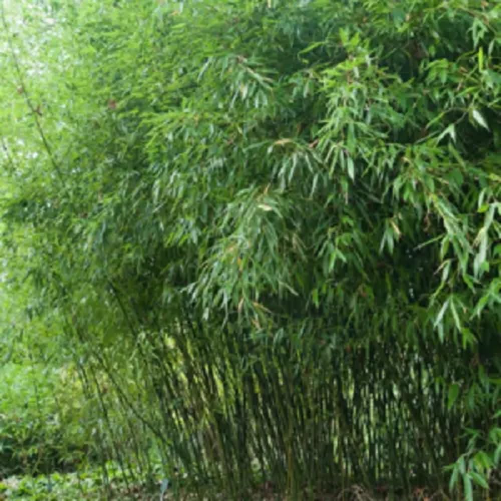 50 Bissetii Bamboo Seeds Perennial Ornamental Seed Privacy