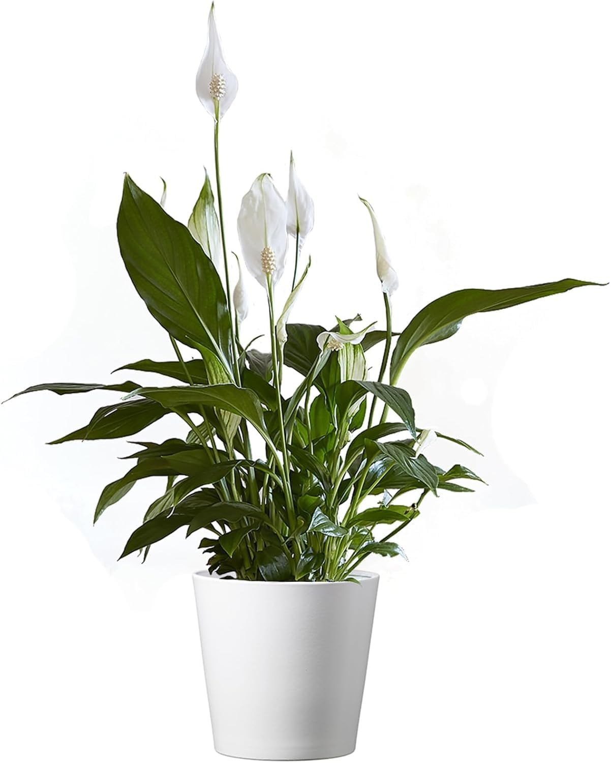 American Plant Exchange Peace Lily, Live Indoor Flowering Houseplant, Easy Care, Low Light, 6-Inch Pot W/Deco Cover, 15-24 Inches Tall, Home, Office & Patio Décor, Housewarming or Sympathy Gift