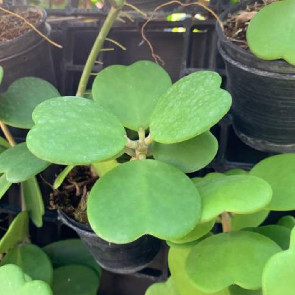 Green Hoya Kerrii Plant Live in 4-Inch Pot | Heart-Shaped Leaf Succulent | Unique Indoor Houseplant Gift for Home or Office Décor