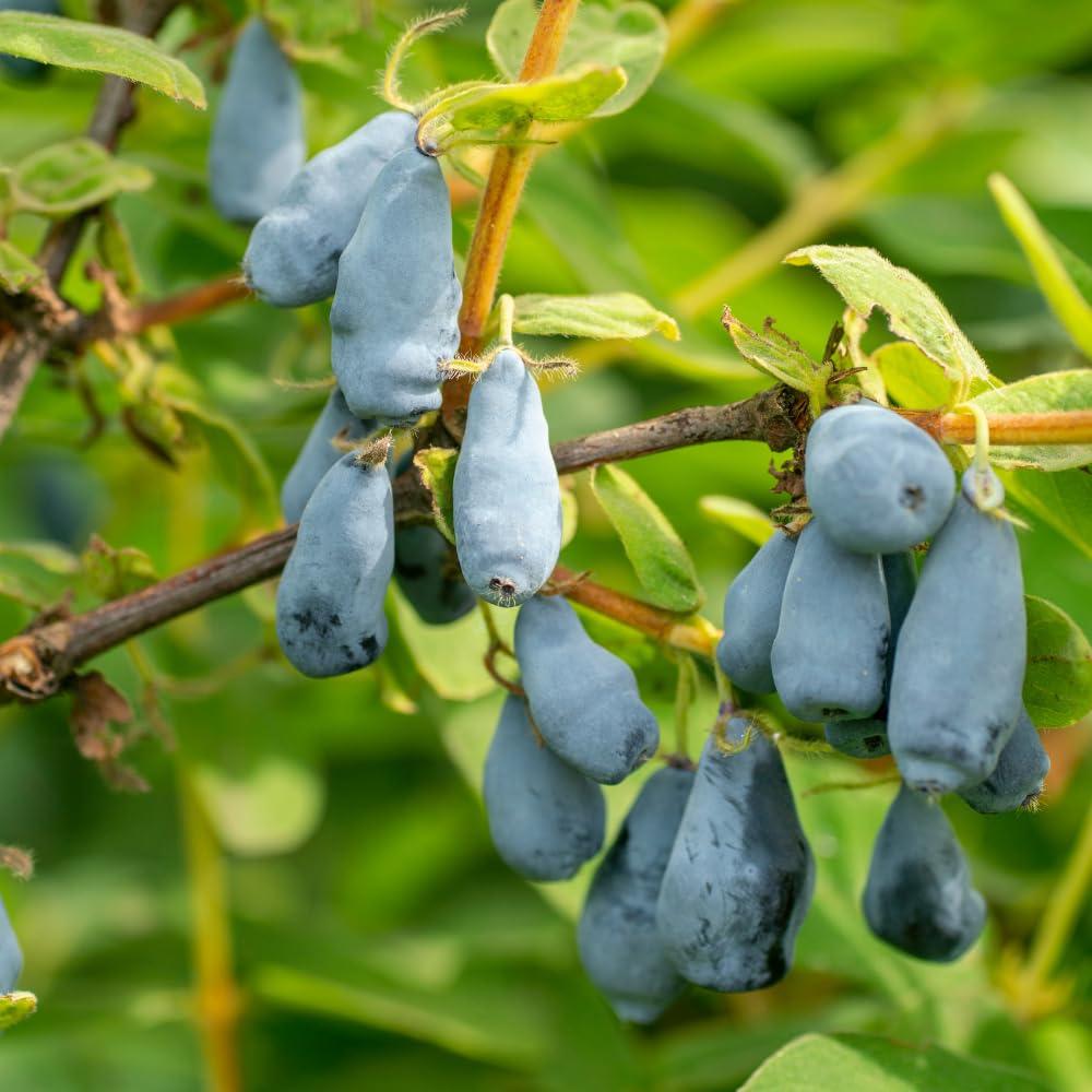 Set 2 Haskap Plants, Live Honeyberry Plant, 4-6" Tall Blue Haskap Berry Plant for Outdoor Garden Planting