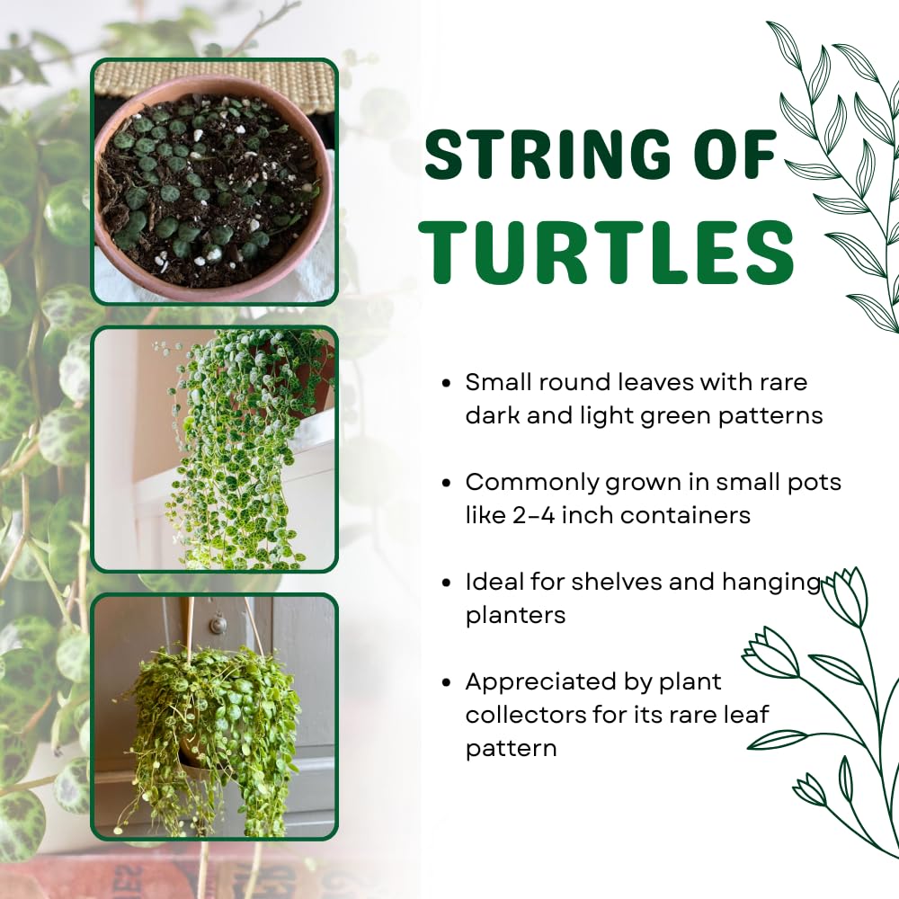 String of Turtles Live Plant 2 Inch Pot, Peperomia Trailing Houseplant, Mini Indoor Plant for Terrariums, Shelves, or Small Planters