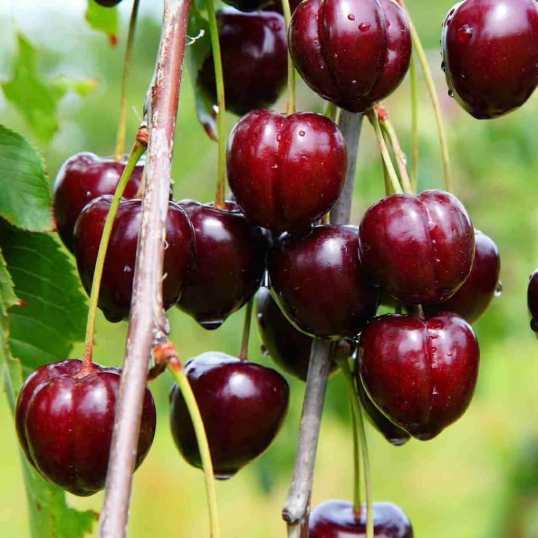 4 Barbados Cherry Trees Live Plants, 4-7" Tall Fast-Growing and High Yielding Sweet Fruit, Edible Fruit Bearing Tree for The Patio and Garden, No Pot