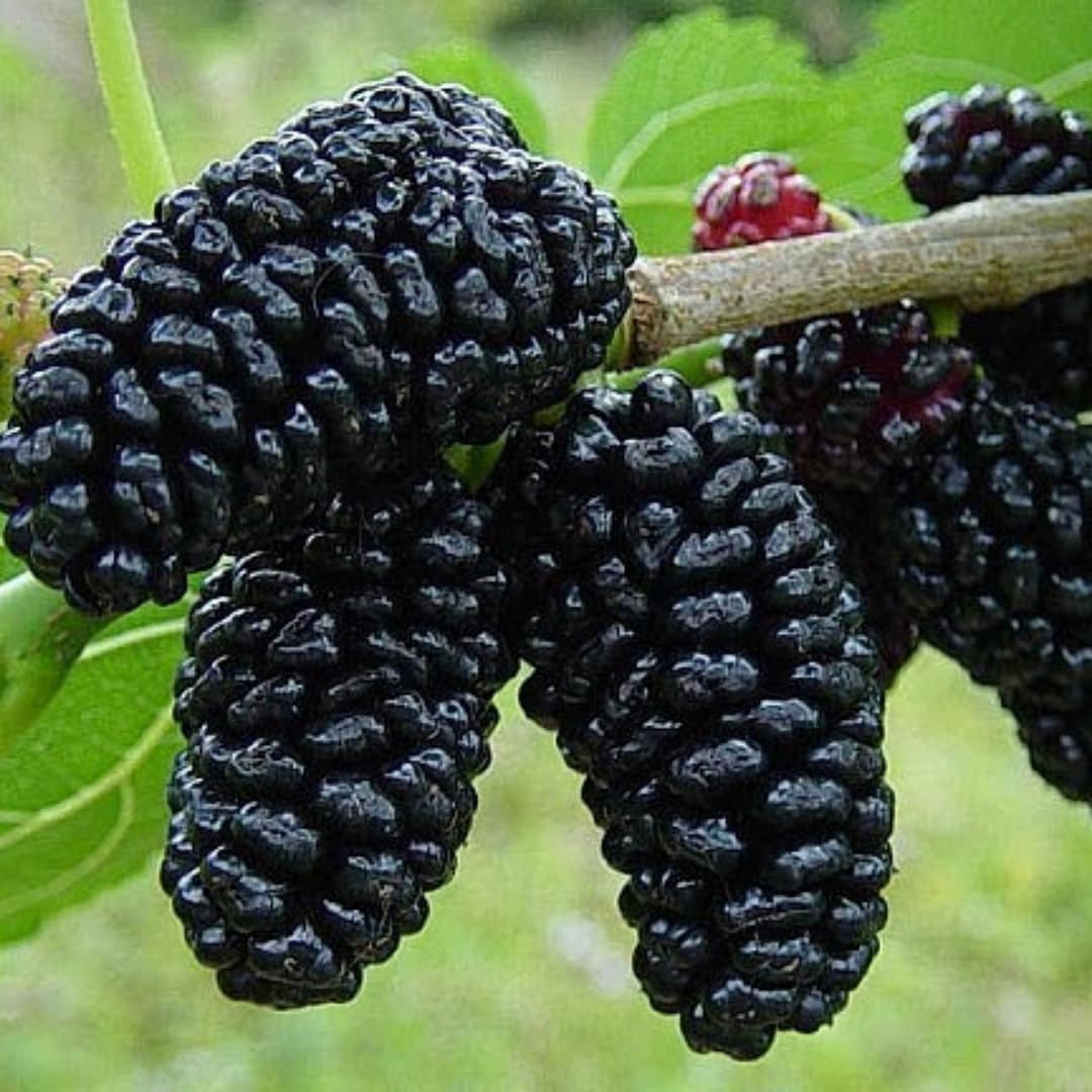 Dwarf Mulberry Tree Live Plant, Hardy Well Rooted 4-8'' Tall, Mulberry Fruit Tree for Indoor Outdoor Spring Planting Mulberries