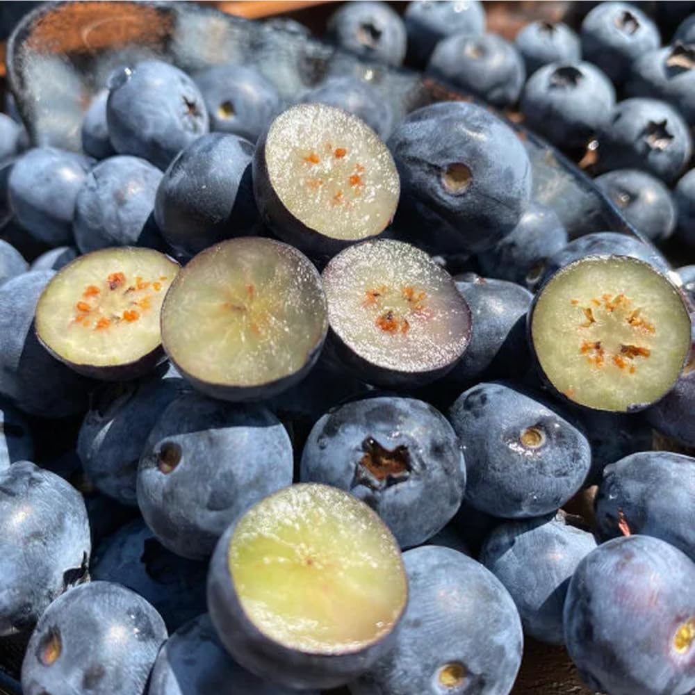 Mixrug 500+ Blueberries Seeds Organic-Heirloom Blueberry Seeds Non GMO Fruit Tree Seed-Dwarf Blue Berries Heirloom Berry Seed Easy to Grow for Planting Outdoors