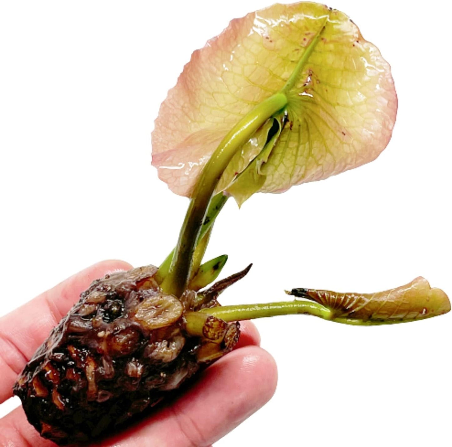 4 Pack Pre-Grown Hardy Waterliy Live Tuber in Yellow, Red, Blue Flower for Indoor-Outdoor Pond Decoration