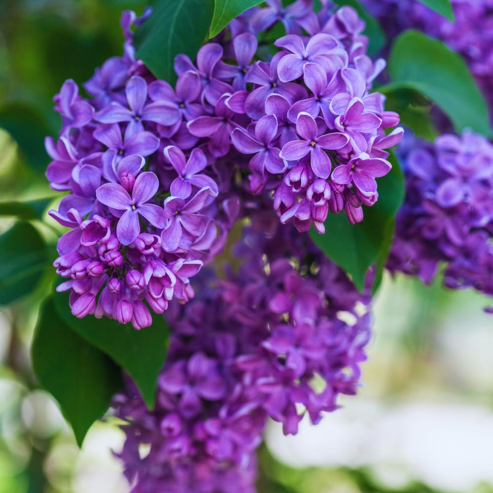 Purple Old Fashion Lilac Tree Live Plant, Lilac Bushes Live Plant, 20 to 30 Inc Tall, Bush Flower Plants