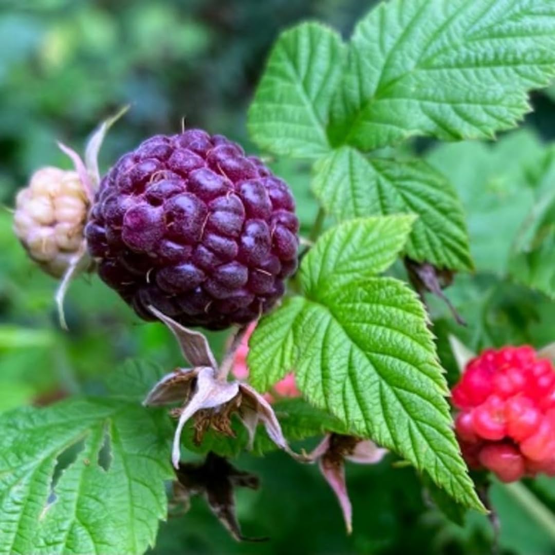 Set of 2 Raspberry Plants Live, Raspberry Bushes, Raspberries Plant, 4 to 6 Inch in Tall for Growing (Purple Raspberry)