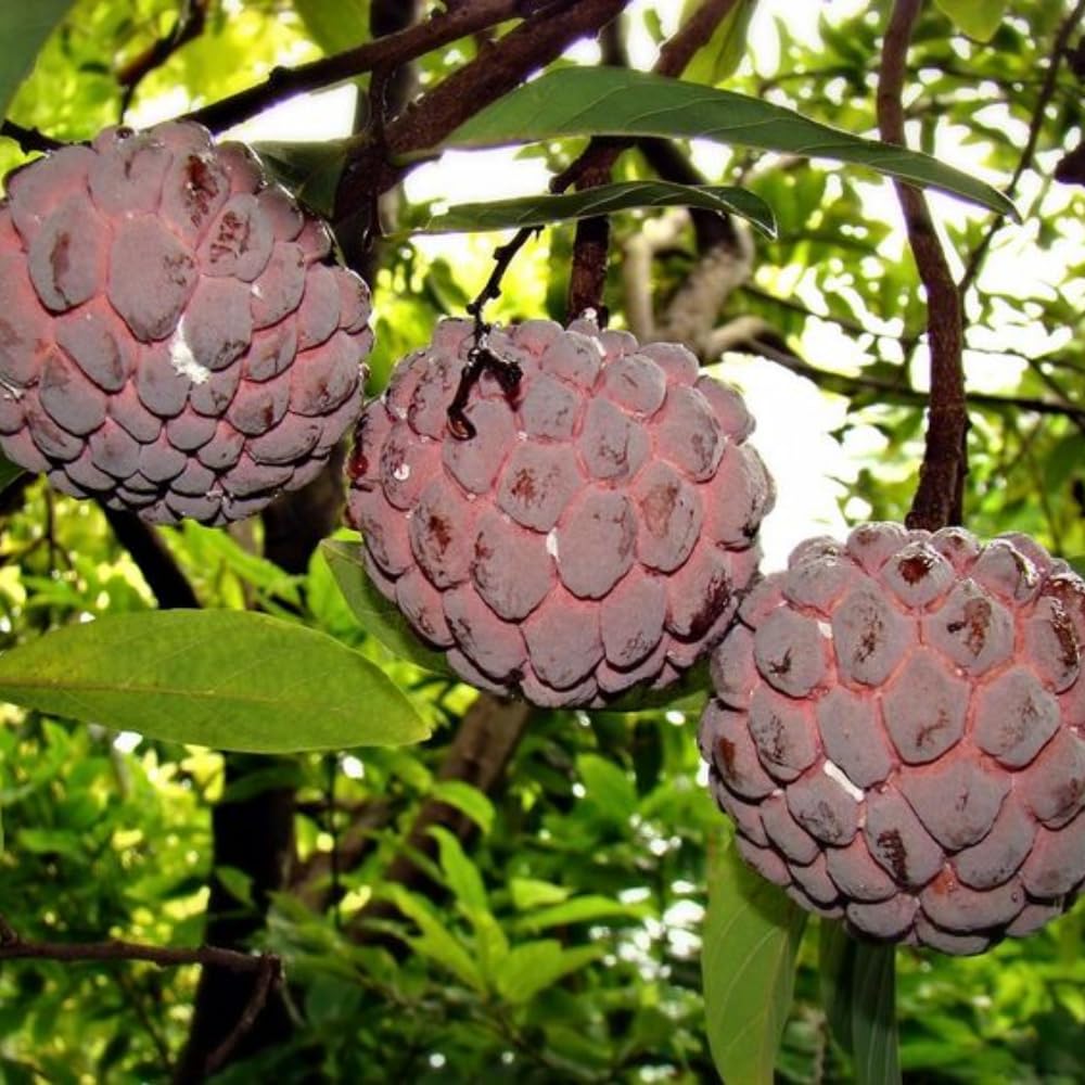 Red Sugar Apple Tree, 3 Gallon Pot, 2-3 Ft Red Grafted Sugar Apple Tree Live Plant for Planting Outdoor Garden, Well Rooted, No Ship to CA