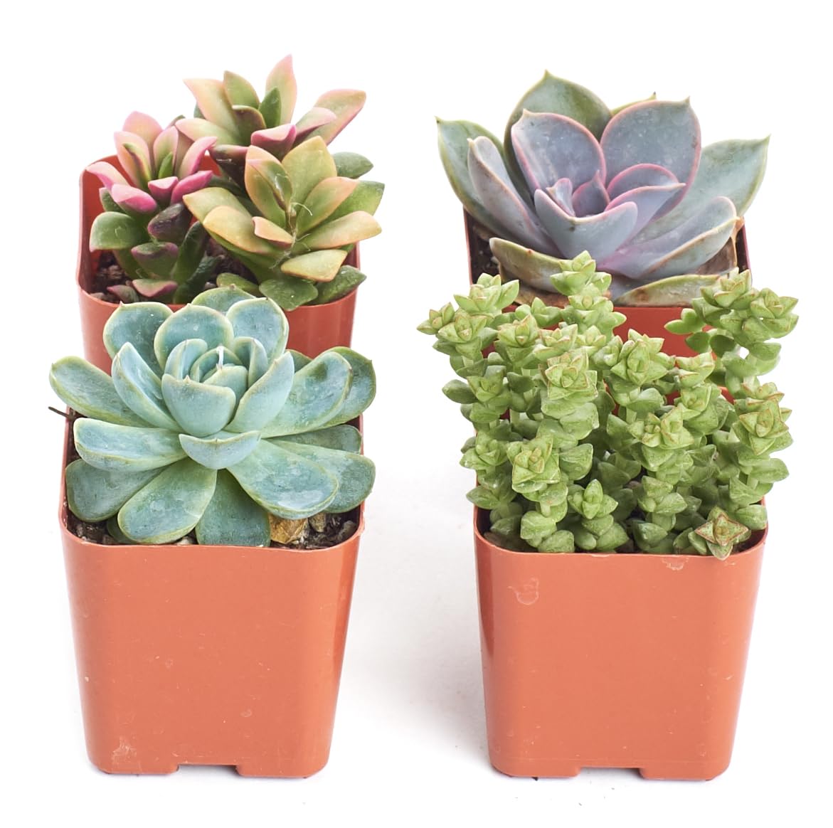 Shop Succulents Mini Succulent Plant Pack Collection - Live 2" Succulent Plants, Low Maintenance, Beautiful Colors & Textures - Wedding and Party Favors, Gift & Garden, Pack of 4