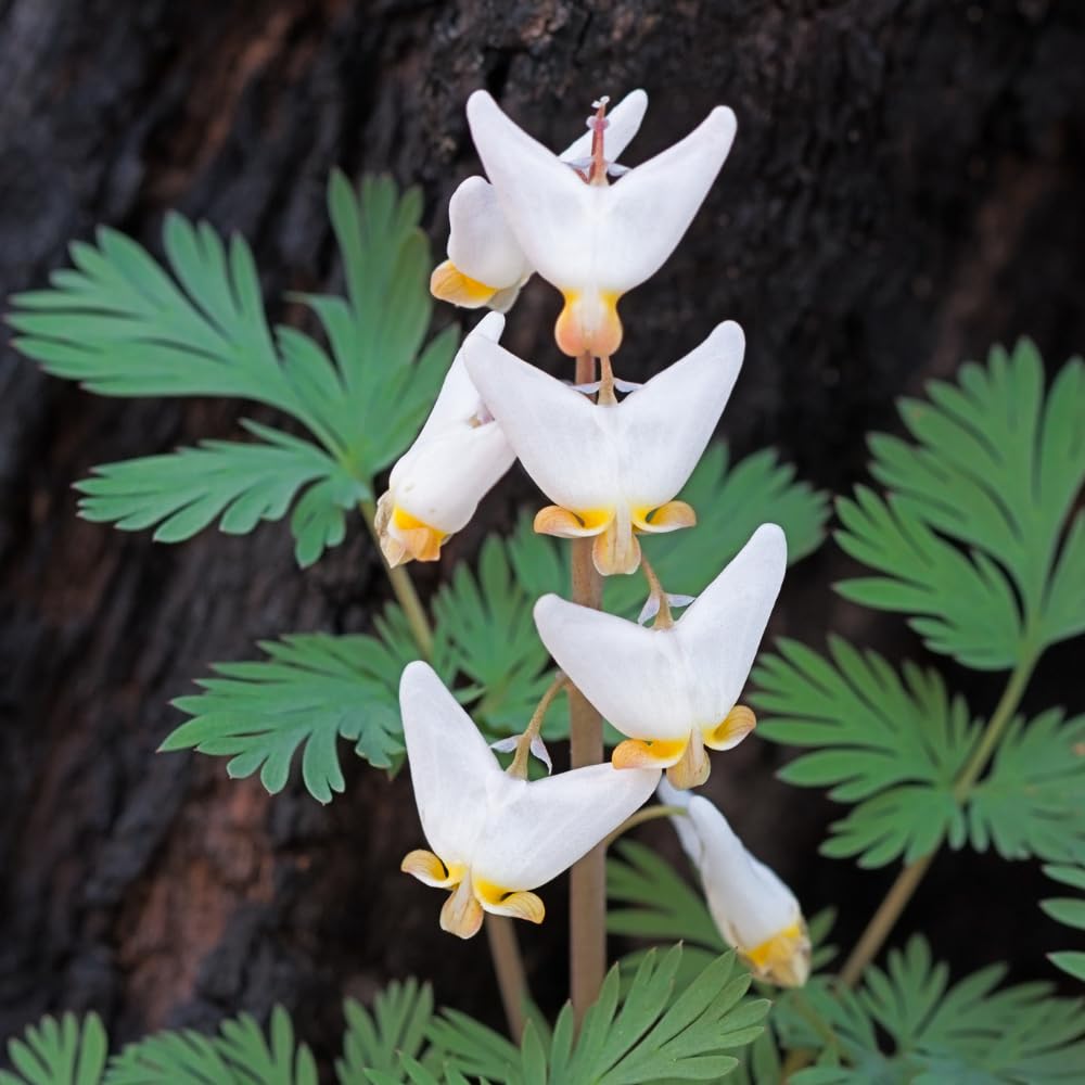 20 Live Dutchman’s Breeches Bare Root Plant, Easy Care, Low Maintenance, Early Spring Blooming Perennial, Ideal for Shade Gardens & Woodland Landscapes