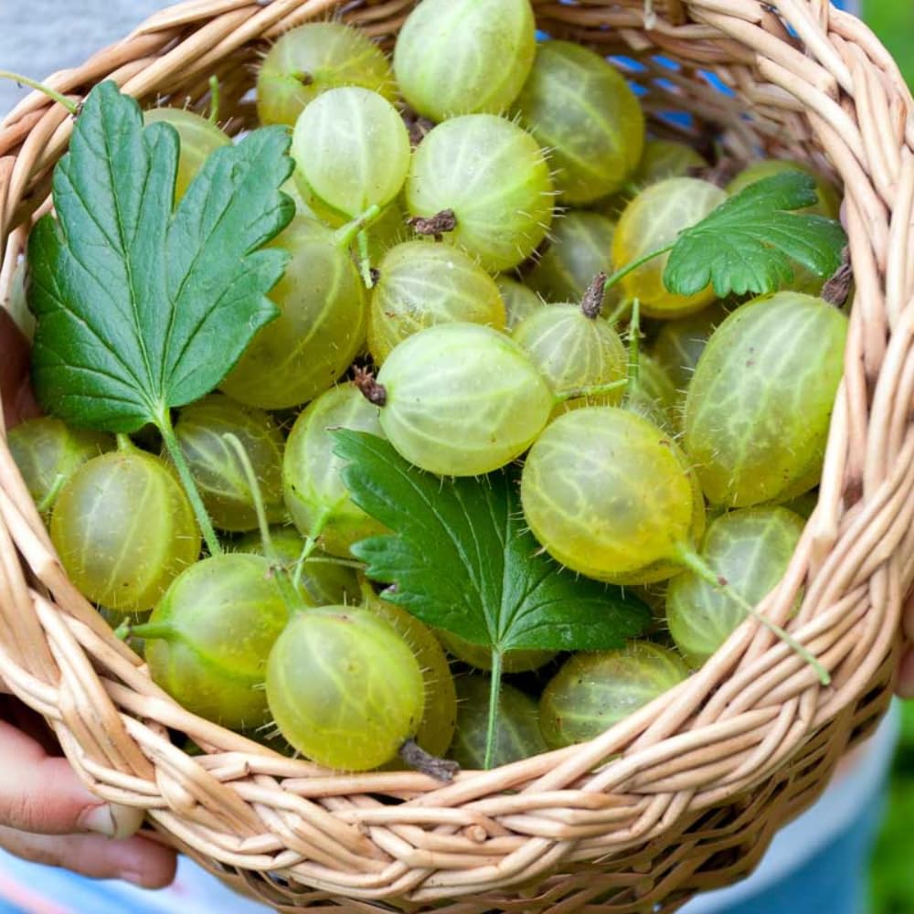 Gooseberry Bush Live Plant Well Rooted, 5-9 Inch Tall, Sweet Gooseberry Plant Live for Planting