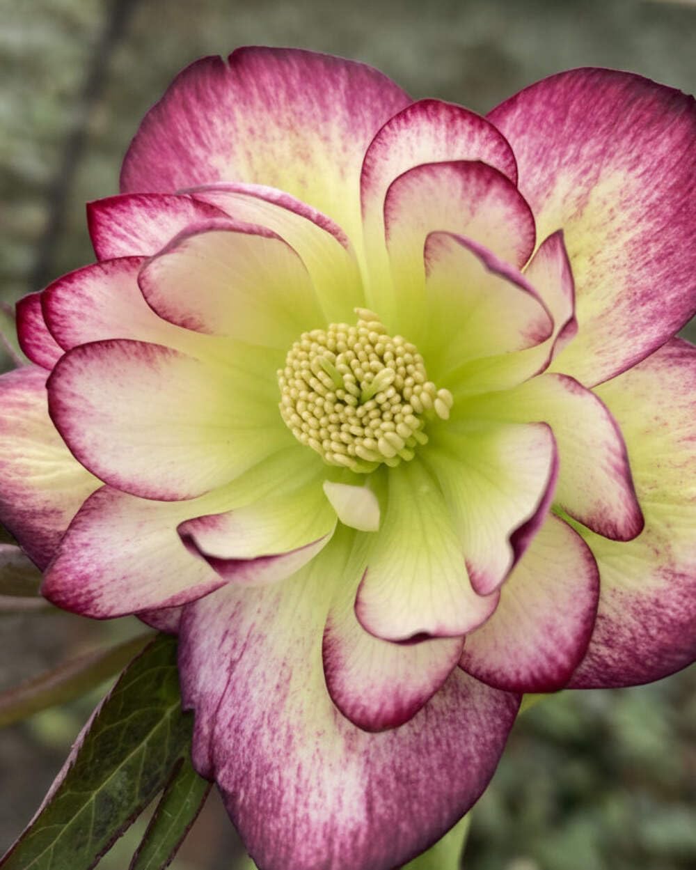 Perennial Farm Marketplace Helleborus x Hybridus Winter Jewels® ‘Rose Quartz’ (Lenten Rose) – Live Plant, Size-Quart, Spring Blooming, Shade-Loving, Deer Resistant