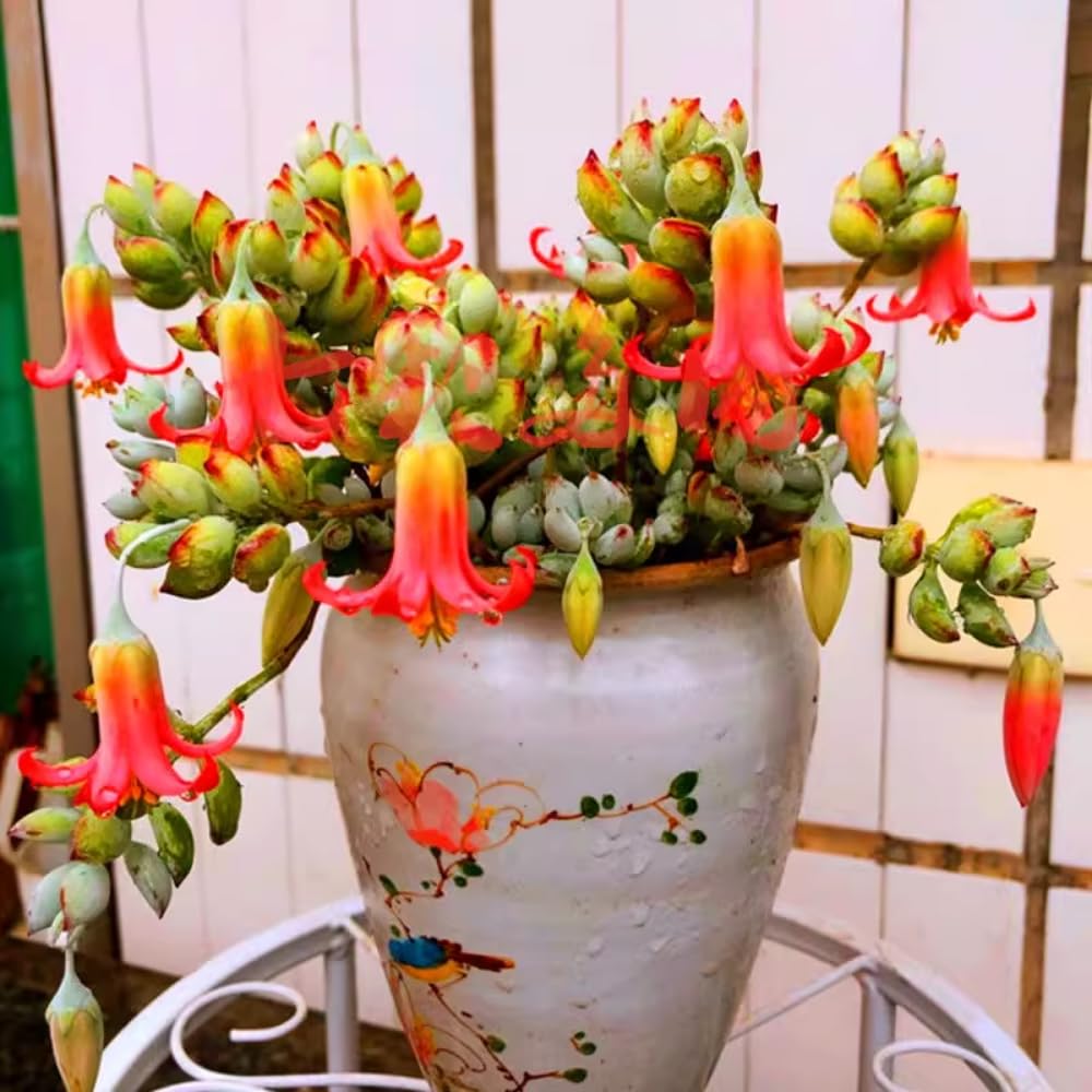 Cotyledon Pendens Succulent Live Plant Potted, Trailing Succulent Rare House Plant for Home Office Decoration, Indoor Outdoor Growing, 4" Pot, Starter Plants
