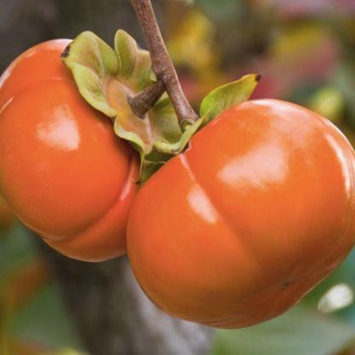 Very Hardy Persimmon Tree Live Plant, Cold Hardy and Sweet American Persimmon, 1 Year Old 6-12" Plant